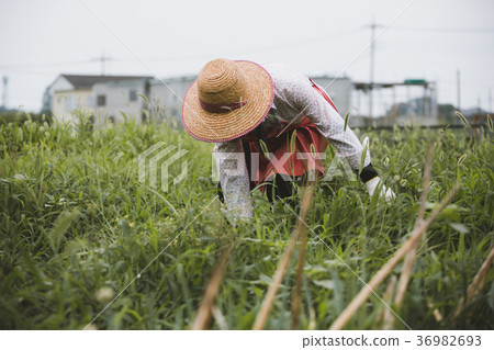 agriculture, farming, harvest 36982693