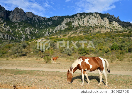 A horse with a foal grazing in the valley of 36982708