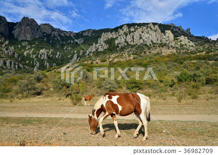 A horse with a foal grazing in the valley of A horse with a foal grazing in the valley of 36982709