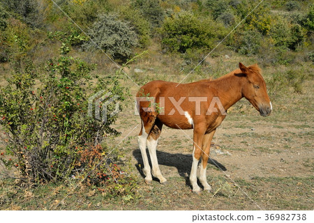 The foal basks in the sun in the valley of ghosts The foal basks in the sun in the valley of ghosts 36982738
