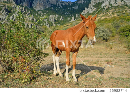 The foal basks in the sun in the valley of ghosts The foal basks in the sun in the valley of ghosts 36982744