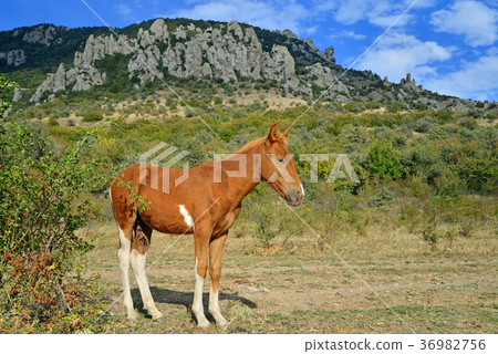 The foal basks in the sun in the valley of ghosts 36982756