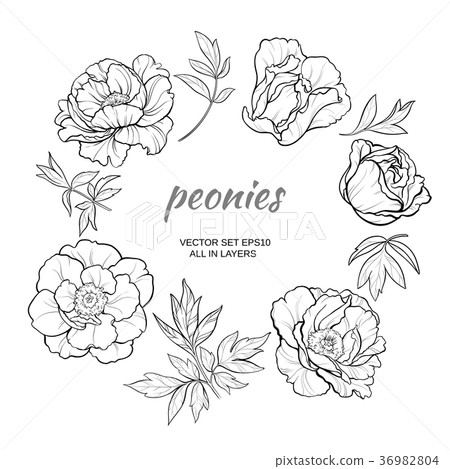 peonies peonies 36982804