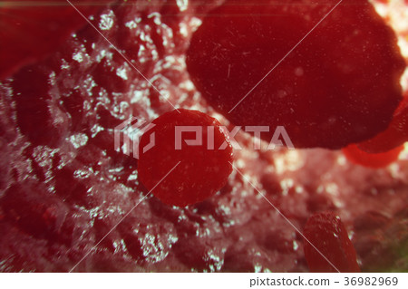 3D Illustration red blood cells in vein. Red blood 3D Illustration red blood cells in vein. Red blood 36982969