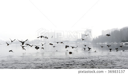 Ducks are flying over the river. Ducks are flying over the river. 36983137