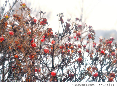 Fruit of dogrose at winter. Fruit of dogrose at winter. 36983144