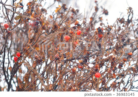 Fruit of dogrose at winter. 36983145