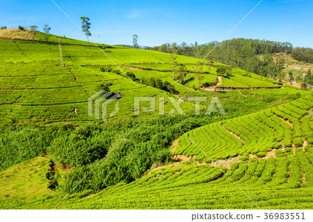 Nuwara Eliya tea plantation 36983551