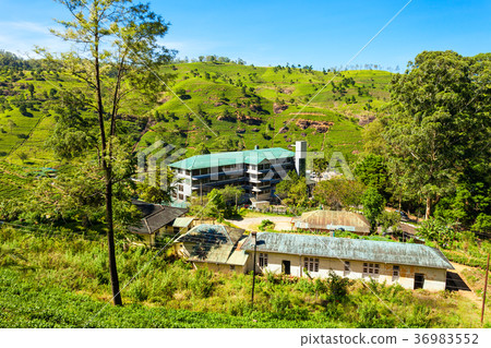 Tea factory, Sri Lanka 36983552