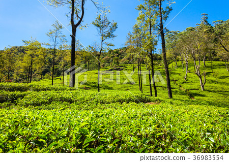 Nuwara Eliya tea plantation 36983554