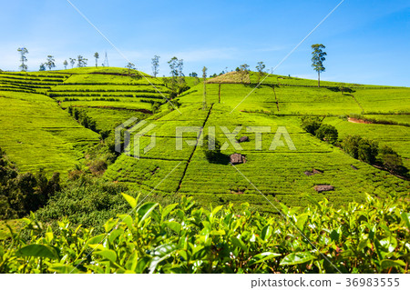 Nuwara Eliya tea plantation Nuwara Eliya tea plantation 36983555