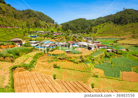Nuwara Eliya city view 36983556