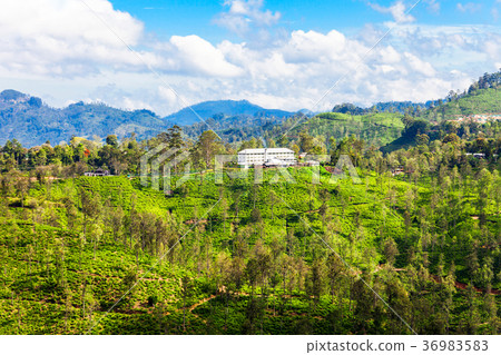Tea factory, Sri Lanka. Tea factory, Sri Lanka. 36983583