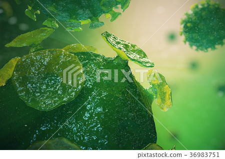 Viral hepatitis infection causing chronic liver Viral hepatitis infection causing chronic liver 36983751