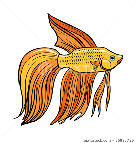 Isolated Cockerel aquarium fish 36983759