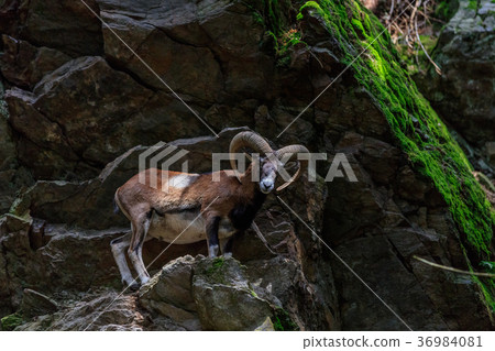 the mouflon (Ovis musimon). Parc de Merlet, France the mouflon (Ovis musimon). Parc de Merlet, France 36984081