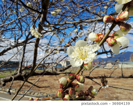 桃花和芽 36984139