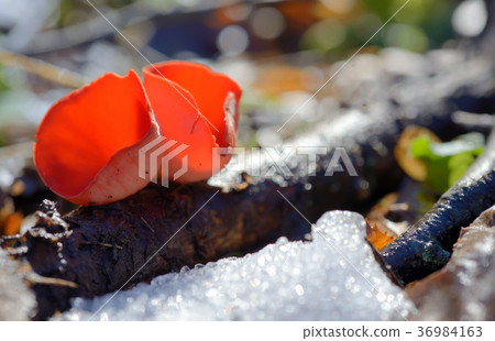 Aleuria aurantia fungus 36984163