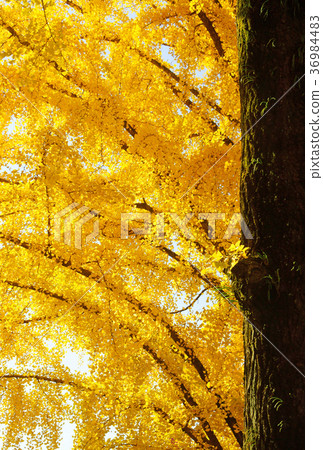 Ginkgo date Ginkgo date 36984483