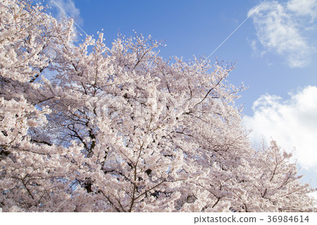 Cherry blossoms at Kinutakoen 36984614