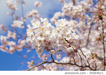 Cherry blossoms at Kinutakoen 36984621