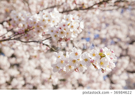 Kinutakoen的櫻花 36984622