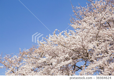 Kinutakoen的櫻花 36984624