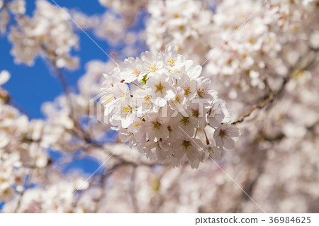 Cherry blossoms at Kinutakoen 36984625