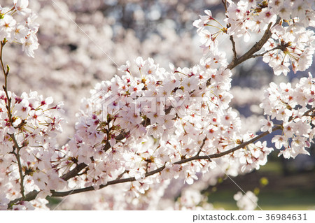 Cherry blossoms at Kinutakoen 36984631