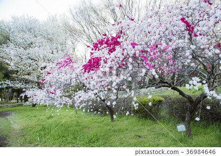 Genhira peach of Tsubaki Park 36984646