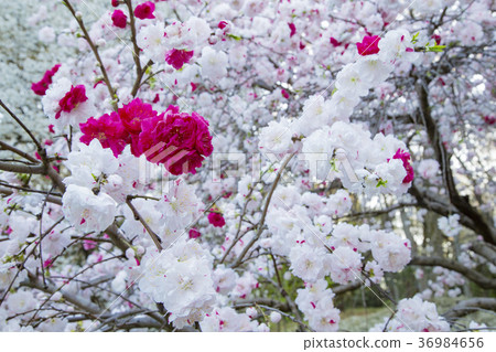 椿公園的Genhira桃子 36984656