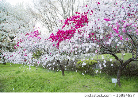 椿公園的Genhira桃子 椿公園的Genhira桃子 36984657
