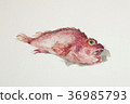 蝎子魚 36985793