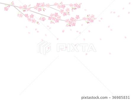 Cherry blossoms in full bloom Sakura blizzard Someiyoshino Cherry blossoms in full bloom Sakura blizzard Someiyoshino 36985831