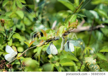 Ezo Deer Ezo Deer 36985934