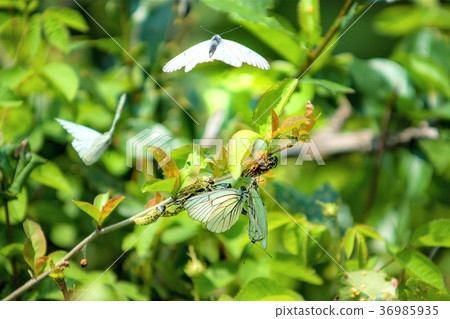 Ezo Deer Ezo Deer 36985935