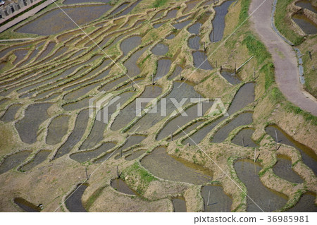 白米Senmaida Wajima 36985981