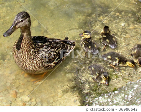 Toronto High Park duck and ducklings 2017 36986642