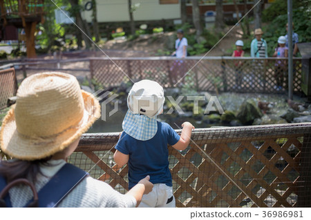 summer holiday, child, whelp 36986981