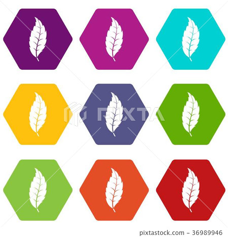 Narrow toothed leaf icon set color hexahedron Narrow toothed leaf icon set color hexahedron 36989946