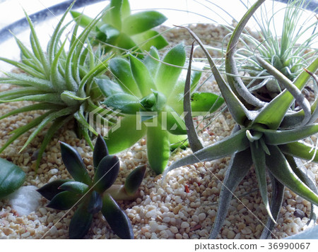 Air plants · Succulent plants Air plants · Succulent plants 36990067
