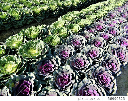 Leaf peony field Leaf peony field 36990823