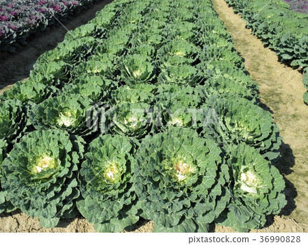 葉牡丹田 葉牡丹田 36990828