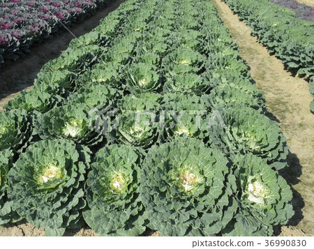 葉牡丹田 36990830