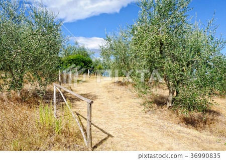 Olive Grove - Uopini 36990835