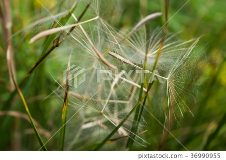 Summer flowers in Grand Teton National Park 36990955