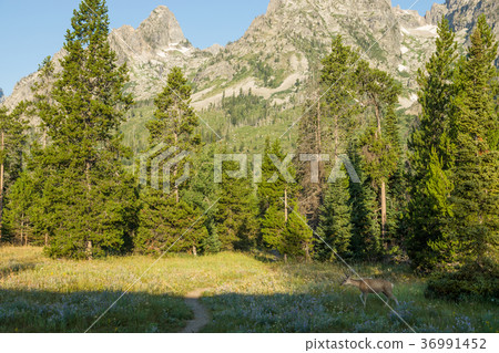 Deer in Grand Teton National Park 36991452