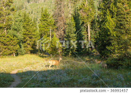 Deer in Grand Teton National Park Deer in Grand Teton National Park 36991457
