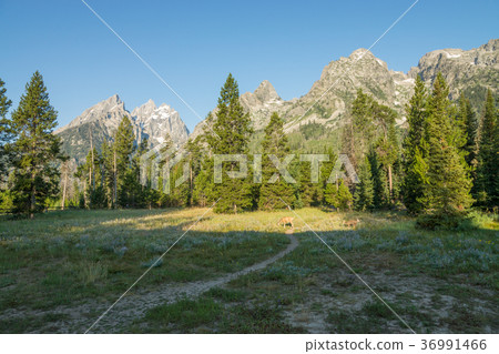 Deer in Grand Teton National Park Deer in Grand Teton National Park 36991466