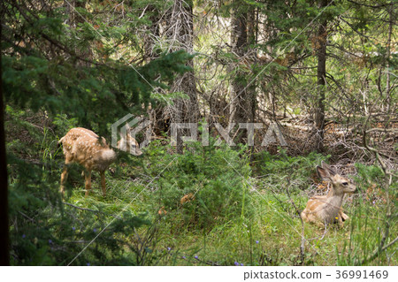 Deer in Grand Teton National Park Deer in Grand Teton National Park 36991469